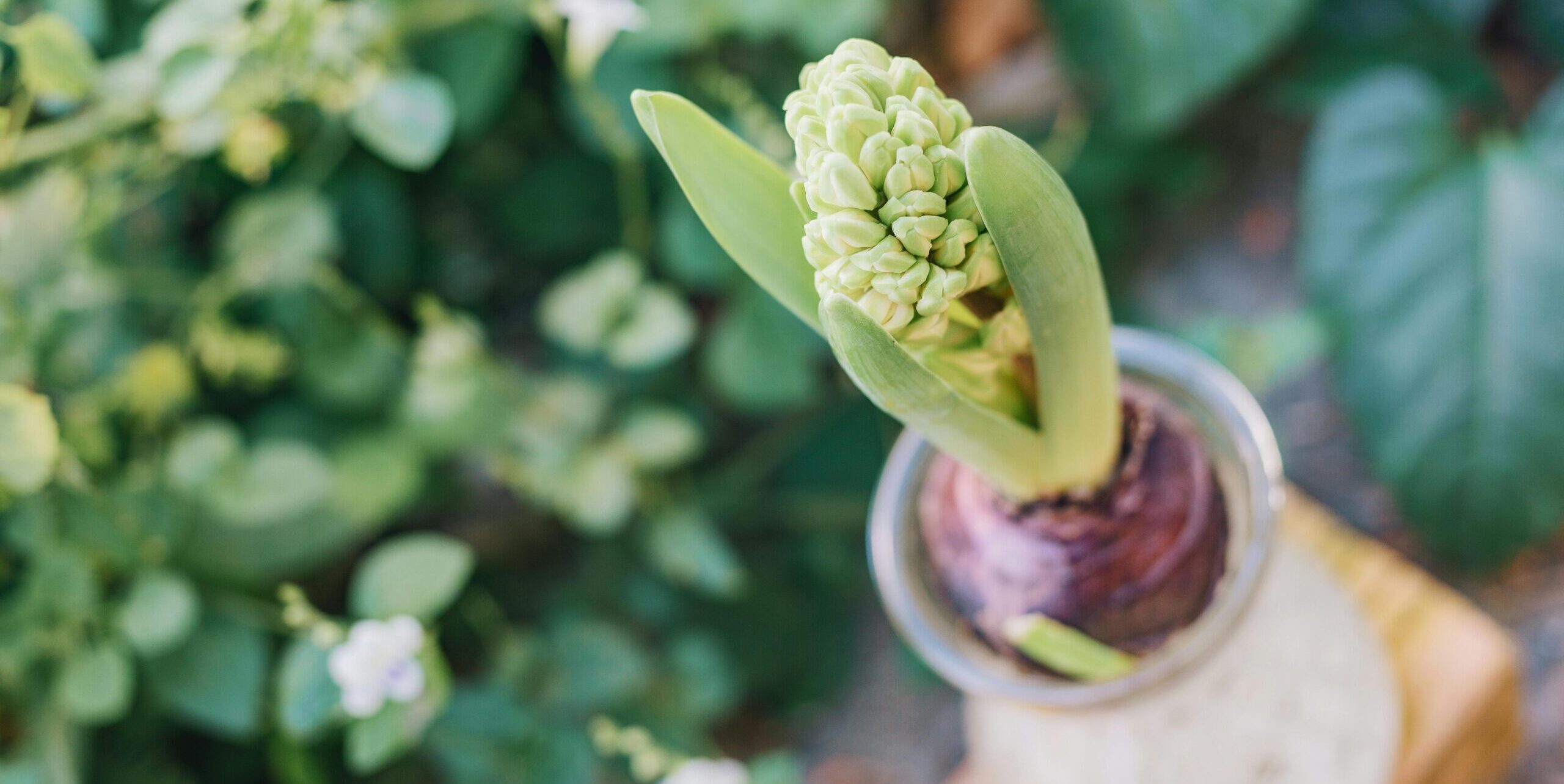 hyacinth