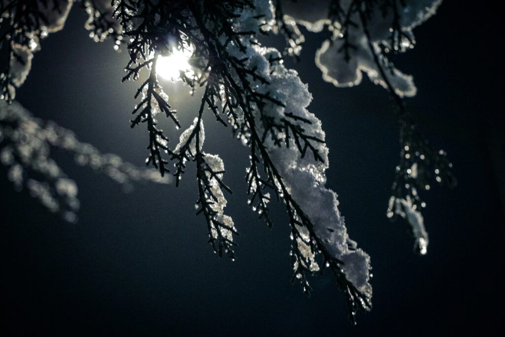 moonlight on snowy branches