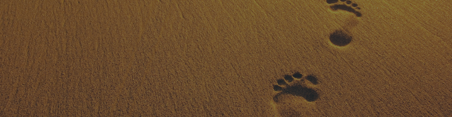 show don't tell in fiction writing, advice for authors