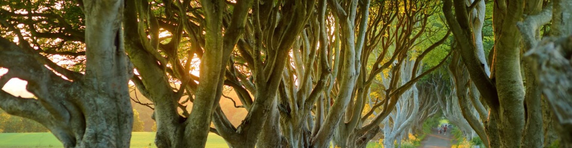 Dark Hedges - Northern Irish speculative fiction